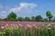 Field Wall Decal Design 3