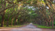 Dirt Road into Wormsloe Wall Decal
