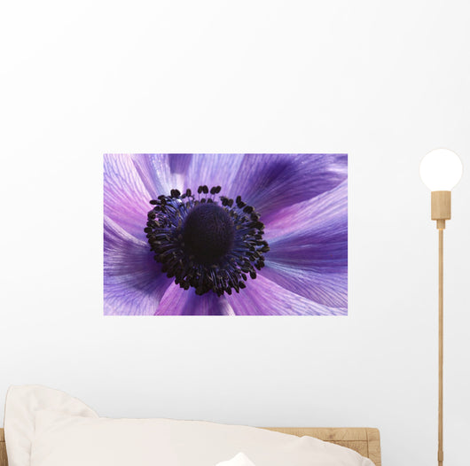 Close-up Purple Anemone Flower Wall Mural
