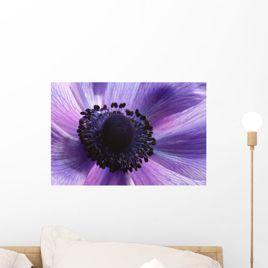 Close-up Purple Anemone Flower Wall Mural