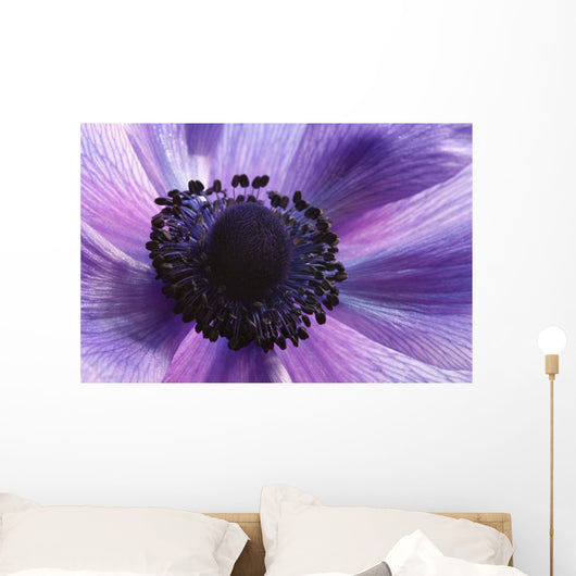 Close-up Purple Anemone Flower Wall Mural