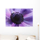 Close-up Purple Anemone Flower Wall Mural