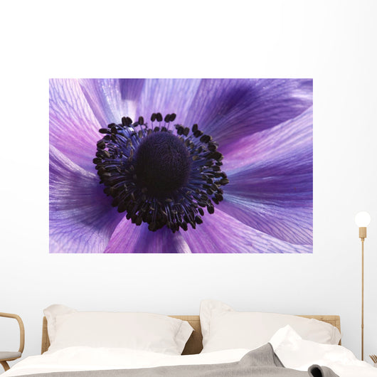 Close-up Purple Anemone Flower Wall Mural