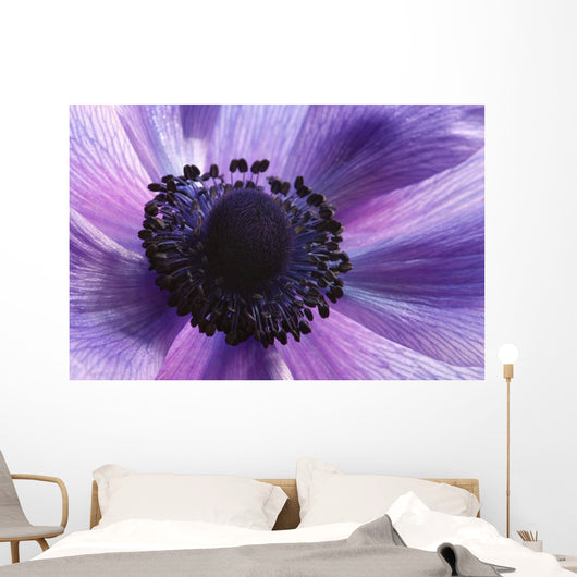 Close-up Purple Anemone Flower Wall Mural