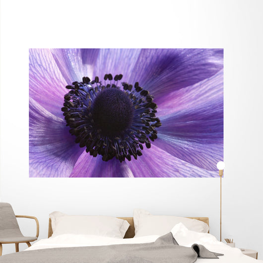 Close-up Purple Anemone Flower Wall Mural