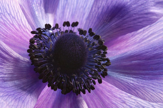 Close-up Purple Anemone Flower Wall Mural