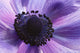 Close-up Purple Anemone Flower Wall Mural