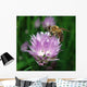 Honigbiene Auf Schnittlauchbl Te Wall Decal