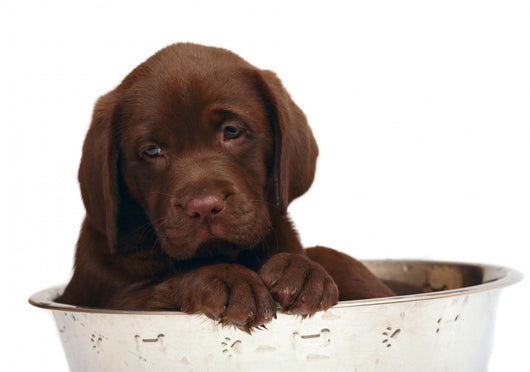Puppy Big Bowl Wall Decal