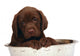Puppy Big Bowl Wall Decal
