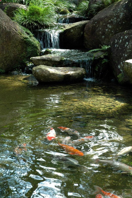 Koi Fish Wall Decal