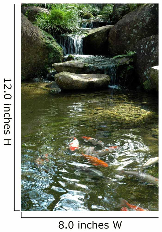 Koi Fish Wall Decal