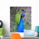 Peacock Wall Decal Design 1