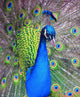 Peacock Wall Decal Design 1