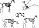 Animals Skeleton Wall Stickers Wall Decal