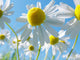 Sommerwiese Wall Decal