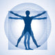Human Proportions Wall Decal