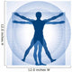 Human Proportions Wall Decal