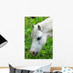 Headshot White Horse Grazing Wall Decal