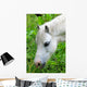 Headshot White Horse Grazing Wall Decal