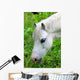 Headshot White Horse Grazing Wall Decal