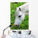 Headshot White Horse Grazing Wall Decal