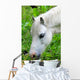 Headshot White Horse Grazing Wall Decal