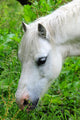 Headshot White Horse Grazing Wall Decal