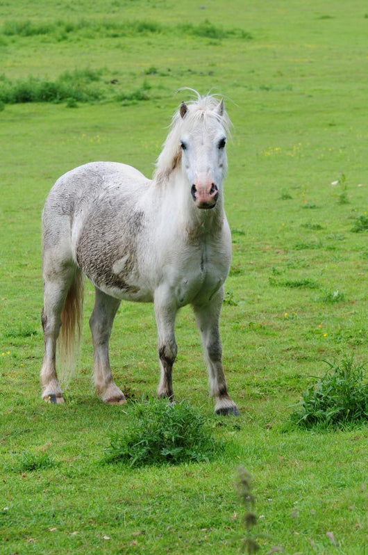White Horse Wall Decal