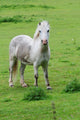 White Horse Wall Decal