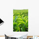 Young Green Tea Leaves Wall Decal