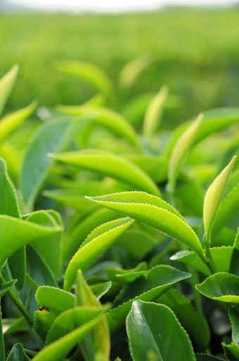 Young Green Tea Leaves Wall Decal