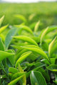 Young Green Tea Leaves Wall Decal
