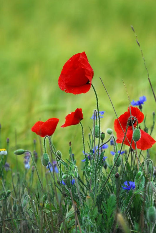 Poppies Wall Decal