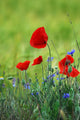 Poppies Wall Decal