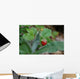 Wild Strawberry Wall Decal
