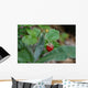 Wild Strawberry Wall Decal