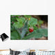 Wild Strawberry Wall Decal