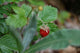 Wild Strawberry Wall Decal
