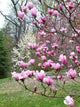 Pink Magnolias Wall Decal