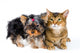 Puppy and Cat Studio Wall Decal Design 1