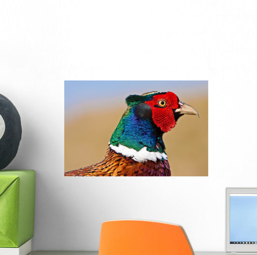 Pheasant Male Closeup Wall Decal