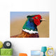Pheasant Male Closeup Wall Decal