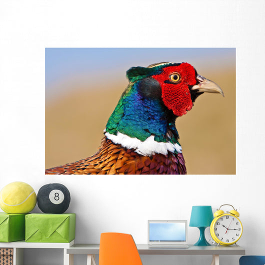 Pheasant Male Closeup Wall Decal