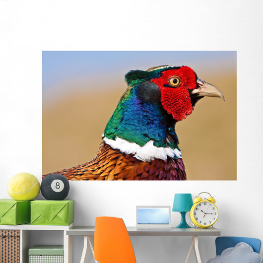 Pheasant Male Closeup Wall Decal