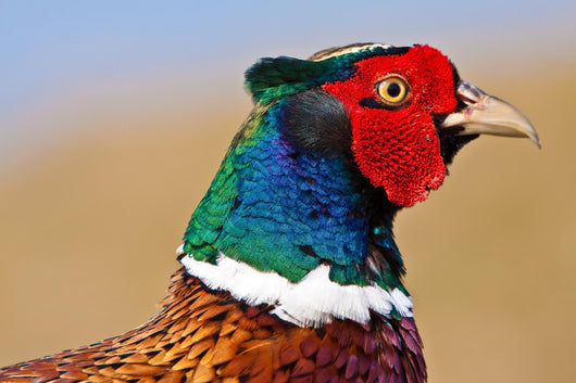 Pheasant Male Closeup Wall Decal