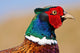 Pheasant Male Closeup Wall Decal