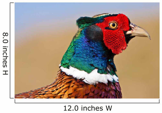 Pheasant Male Closeup Wall Decal