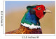 Pheasant Male Closeup Wall Decal