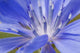Wildflower Macro Wall Decal